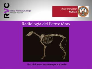Radiología del Perro: tórax