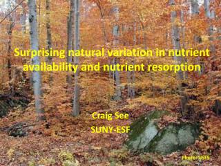 Surprising natural variation in nutrient availability and nutrient resorption