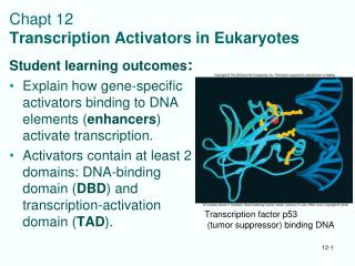 Chapt 12 Transcription Activators in Eukaryotes