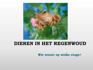 DIEREN IN HET REGENWOUD