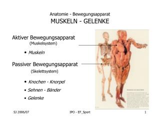 Anatomie - Bewegungsapparat MUSKELN - GELENKE
