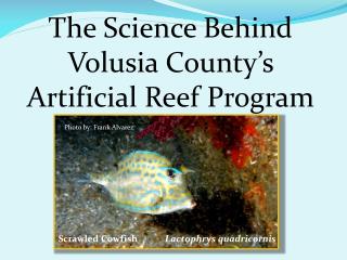 The Science Behind Volusia County’s Artificial Reef Program