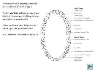 You are born with 20 baby teeth. Most kids have all of their baby teeth by age 3.