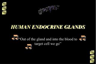 HUMAN ENDOCRINE GLANDS