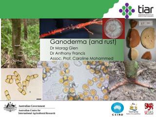 Ganoderma (and rust) Dr Morag Glen Dr Anthony Francis Assoc. Prof. Caroline Mohammed