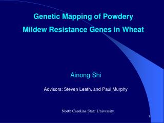 Genetic Mapping of Powdery Mildew Resistance Genes in Wheat