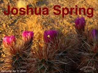 Joshua Spring
