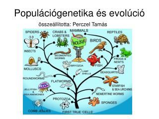 Populációgenetika és evolúció