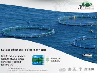 Recent advances in tilapia genetics Prof Brendan McAndrew Institute of Aquaculture