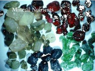 Mineral Nutrients