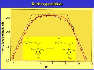 Karboxypeptidáza