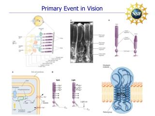 Primary Event in Vision