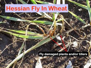 Hessian Fly In Wheat