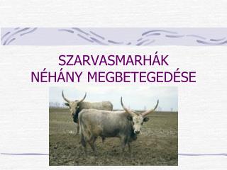 SZARVASMARHÁK NÉHÁNY MEGBETEGEDÉSE