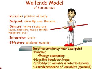 Wallenda Model of homeostasis