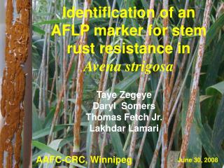 Identification of an AFLP marker for stem rust resistance in Avena strigosa