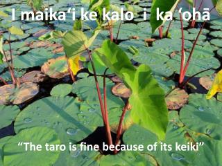 “The taro is fine because of its keiki”