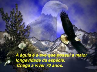 A águia é a ave que possui a maior longevidade da espécie. Chega a viver 70 anos.