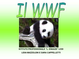 Il WWF