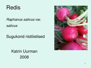 Redis Raphanus sativus var. sativus Sugukond ristõielised