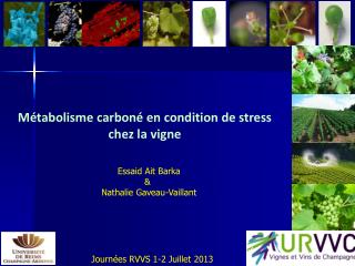 Métabolisme carboné en condition de stress chez la vigne