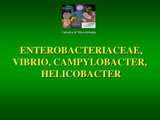 ENTEROBACTERIACEAE, VIBRIO, CAMPYLOBACTER, HELICOBACTER