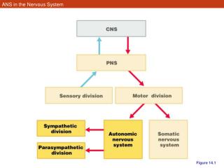 ANS in the Nervous System