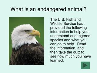 What is an endangered animal?