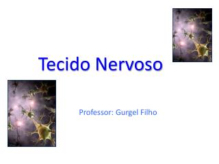 Tecido Nervoso