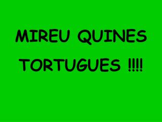 MIREU QUINES TORTUGUES !!!!