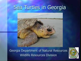 Sea Turtles in Georgia