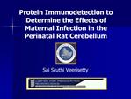 Protein Immunodetection to Determine the Effects of Maternal Infection in the Perinatal Rat Cerebellum