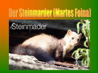 Der Steinmarder (Martes Foina)