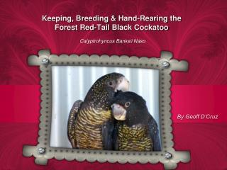 Keeping, Breeding &amp; Hand-Rearing the Forest Red-Tail Black Cockatoo