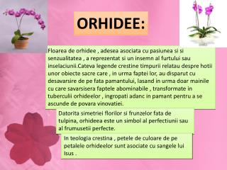 Orhidee: