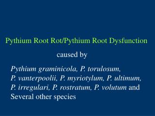 Pythium Root Rot/Pythium Root Dysfunction