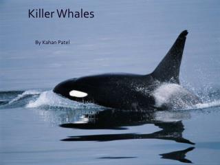 Killer Whales