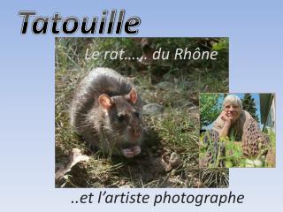 Le rat…… du Rhône