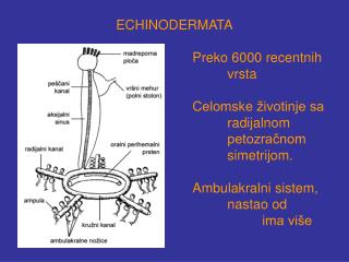 ECHINODERMATA 					Preko 6000 recentnih 						vrsta Deuterostomia.