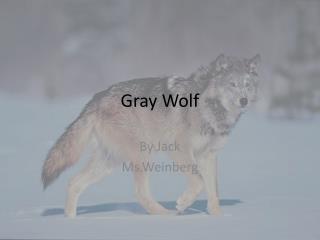 Gray Wolf