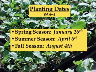 Planting Dates (Major)