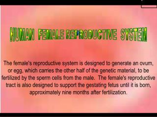 HUMAN FEMALE REPRODUCTIVE SYSTEM
