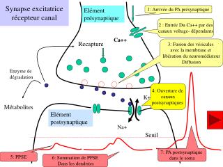 Synapse excitatrice récepteur canal