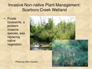 Invasive Non-native Plant Management: Scarboro Creek Wetland
