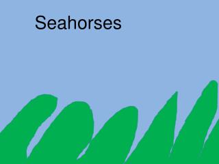 Seahorses