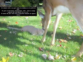 Un venado visita a un gato todas las mañanas en el jardín de éste. 