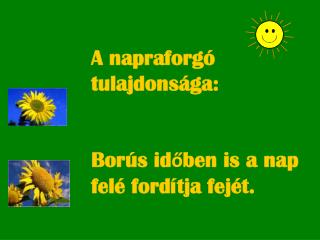 A napraforgó tulajdonsága : Borús időben is a nap felé fordítja fejét .