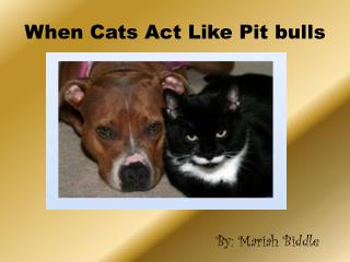 When Cats Act Like Pit bulls