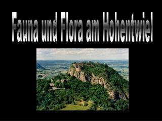 Fauna und Flora am Hohentwiel