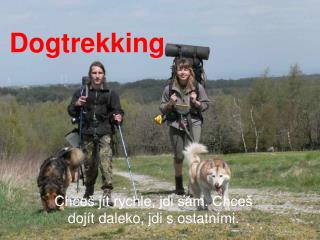 Dogtrekking